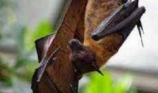 خفاش مختفٍ منذ 40 عاما يظهر في دولة أفريقية