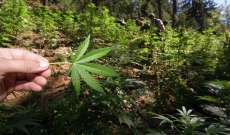 إسرائيل تعزز عائداتها الزراعية بتجارة "الماريجوانا"