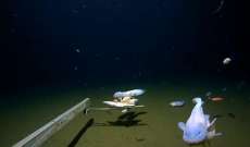 علماء يكتشفون سمكة تعيش على عمق 8000 متر