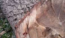 جريمة بيئية في بلدة حمانا ضحيتها ثلاث اشجار معمرة وبإذن من البلدية