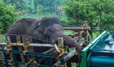 الإمساك بفيل محب للأرز في الهند بعد تسببه بمقتل ستة أشخاص
