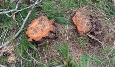 مجهولون قطعوا أكثر من 20 شجرة صنوبر خضراء معمرة من غابة المرغان في أعالي القبيات