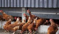 إعدام 190 ألف دجاجة بهولندا بعد اكتشاف بؤرة لإنفلونزا الطيور بمزرعتين