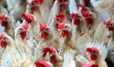 سلطات روسيا أعلنت رصد أول إصابة بشرية بانفلونزا الطيور "إتش5إن8"