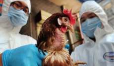 إعدام 201 ألف دجاجة لإحتواء تفشي إنفلونزا الطيور في هولندا