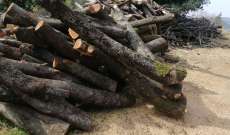 الحركة البيئية اللبنانية نشرت صورًا تظهر قطع الأشجار في شحتول بهدف بيع الحطب