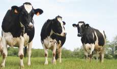 سلطات الجزائر قررت إيقاف استيراد العجول والأبقار الحية من فرنسا بسبب 