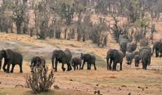 نفوق أكثر من مئة فيل بسبب شح المياه في أكبر متنزه وطني في زيمبابوي