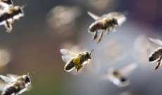 سرب من النحل يحاصر تايمز سكوير