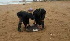 النشرة: العثور على سلحفاة نافقة على شاطىء المسبح الشعبي بصيدا 