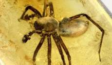 العثور على عنكبوت عمره 100 مليون سنة 