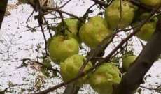 الطقس الماطر "أفسد" محصول التفاح... هل من تعويض؟