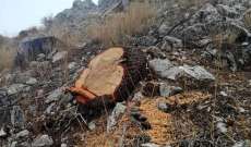 "كشافة البيئة" استنكرت المجزرة بحق الأشجار المعمرة في منطقة القلة- عكار