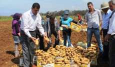 مزارعو البطاطا في عكار ناشدوا المعنيين إنقاذ موسمهم 
