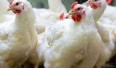سرقة 70 طير دجاج من بلدة كفرحونة