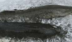 سمكة مفترسة "برمائية" تهدد ولاية جورجيا الأميركية