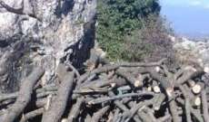 مجهولون قطعوا 15 طنا من الحطب في غابة عفص العكارية