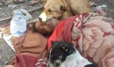 كلاب تمكث بجانب صاحبها المشرد بعد وفاته