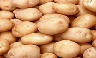 النشرة:مزارعو البطاطا يواجهون عمليات تهريب البطاطا من سوريا الى لبنان