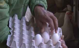 أسباب ارتفاع سعر البيض في السوق: هل المقاطعة هي الحل؟