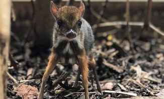 ولادة حيوان غريب في بريطانيا يجمع صفات الغزال والفأر