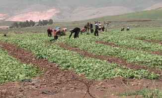 النقابات والهيئات الزراعية في البقاع ترفع الصوت: الحكومة تحارب القطاع الزراعي