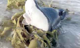 مخلوق بحري غريب سبب في إثارة الخوف لدى مرتادي شاطئ بوندي في أستراليا