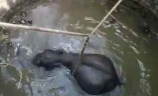 إنقاذ فيل سقط في بئر ماء عميقة