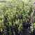 "النشرة": بلدية يحمر الشقيف أطلقت حملة زراعة أشجار الغار في محمية تتسع لـ500 شجرة