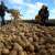 رئيس نقابة مزارعي البطاطا طالب بالعمل على إيجاد آلية للعمال الزراعيين السوريين