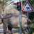 فيل هاجم رجلاً في سريلانكا وقتله