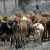 مقتل 11 شخصا في شمال كينيا على أيدي لصوص ماشية