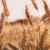 رابطة دولية تتوقع هبوط أسعار القمح بعد تمديد اتفاقية الحبوب