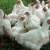 المنظمة العالمية لصحة الحيوان: روسيا ترصد تفشيا لإنفلونزا الطيور في مزرعة دواجن