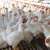ولاية كولورادو الأميركية تعلن عن 3 إصابات بشرية محتملة بإنفلونزا الطيور