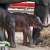 ولادة نادرة لفيلَين توأمَين في تايلاند