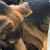 قوة الأمن: توقيف شخصين أقدما على تعذيب كلب وربطه وجرّه بوحشيّة بواسطة حبل مربوط بسيارة