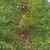 "النشرة": بدء حملة غرس أشجار في يحمر الشقيف ضمن مشروع التنمية الزراعية المستدامة