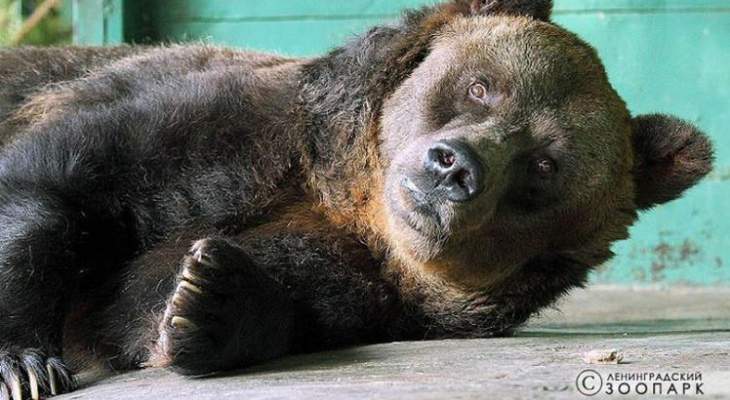 وفاة اكبر اناث الدبب في العالم 