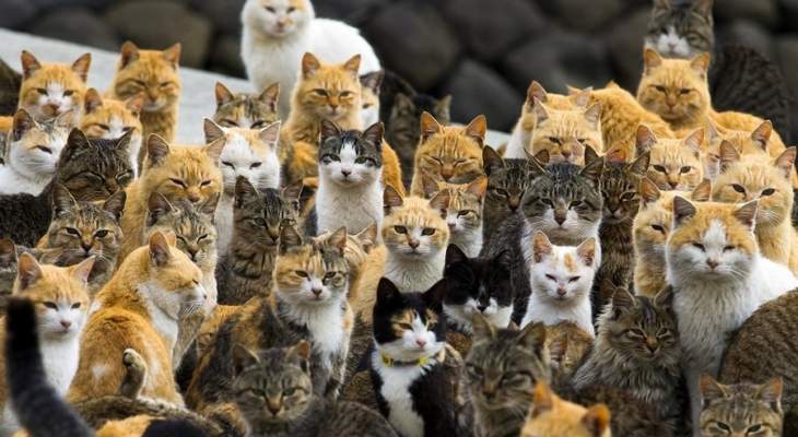 جزيرة &quot;أوشيما&quot; أغلب سكانها.. القطط