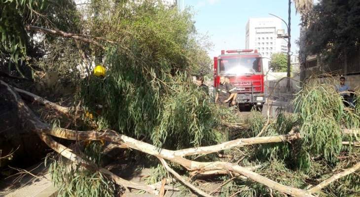 الدفاع المدني: إزالة شجرة إثر سقوطها وسط الطريق العام في الجناح