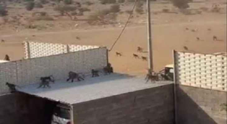 معركة حامية بين قطيعين من القرود وإقتحام أحد المنازل في السعودية