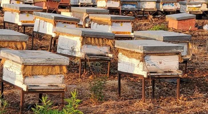 تربية النحل جنوباً تعتبر من روافد الإقتصاد الريفي مع معاناة من مشاكل وأمراض