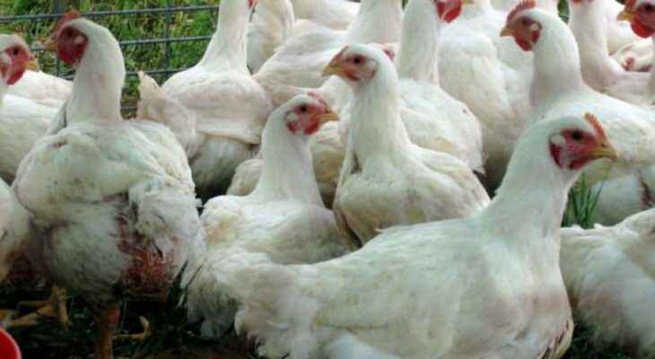 نقابة الدواجن: أسعار الدجاج لم تتغير في الأسواق وهي لا تزال على حالها في الأسابيع الاخيرة