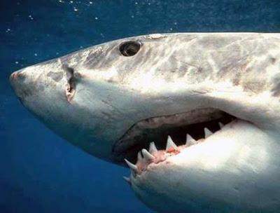مادة في كبد سمكة القرش تقي من فقدان البصر مع تقدم العمر