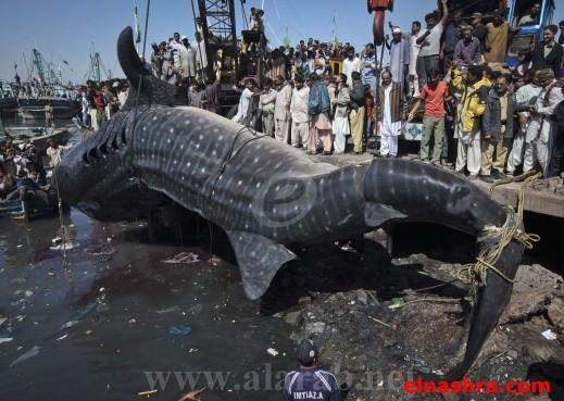 ظهور سمكة قرش منقرضة النوع على شواطئ باكستان 