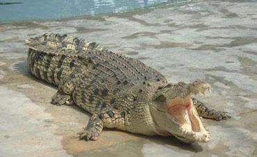 تمساح يلتهم شابا سودانيا أثناء سباحته في نهر النيل