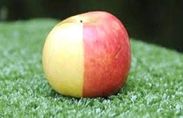 تفاحة ذات لونين في لندن