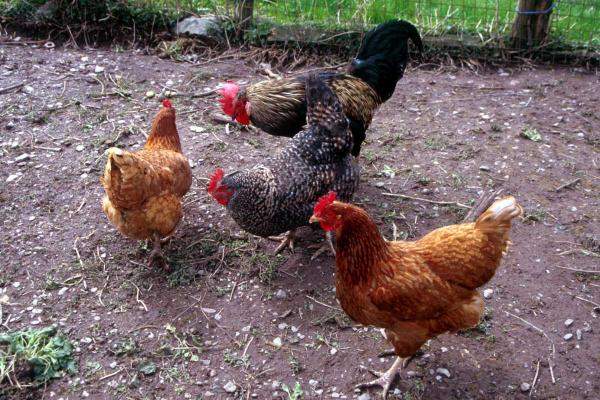 إعدام 200 ألف دجاجة في هولندا بعد اكتشاف بؤرة لإنفلونزا الطيور