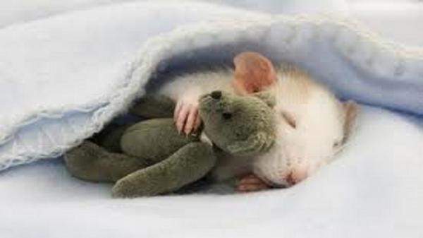 بماذا يحلم الفئران أثناء النوم؟